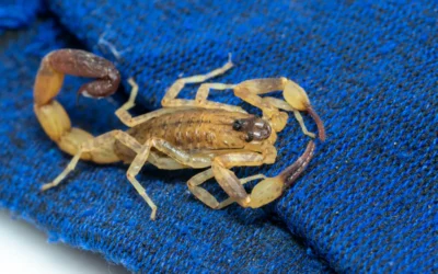 Aranhas e Escorpiões: Como Lidar com Pragas Perigosas